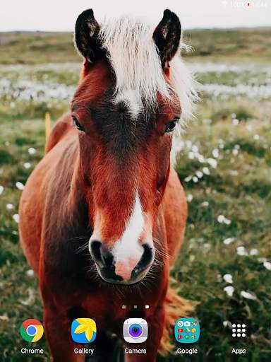 Horses Video Live Wallpaper screenshot 9