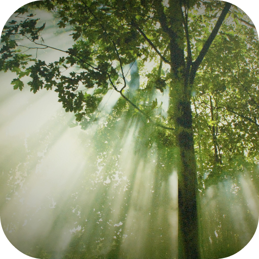 Forest Wallpapers icon