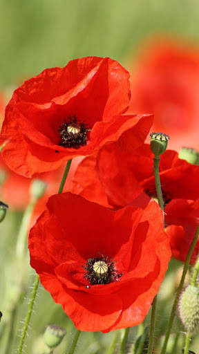 Red Poppies 3D Wallpaper screenshot 2