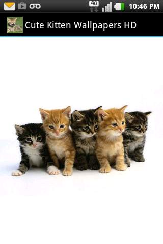 Cute Kitten Wallpapers HD screenshot 2