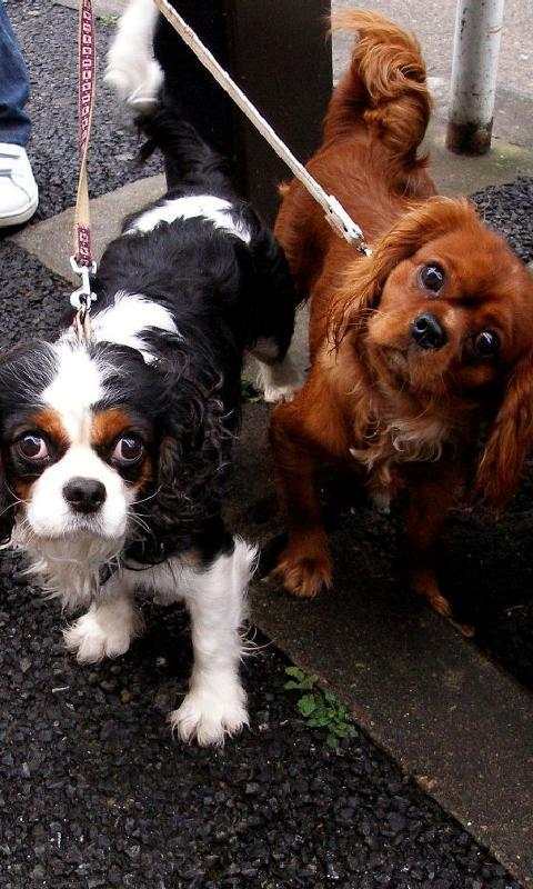 Cavalier King Spaniel Jigsaw screenshot 2