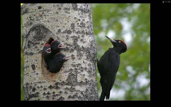 Bird Watcher screenshot 14
