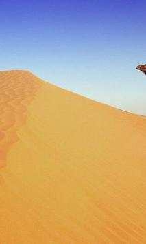 Camel wallpapers screenshot 4