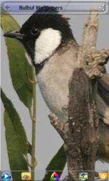 Bulbul Wallpapers screenshot 2