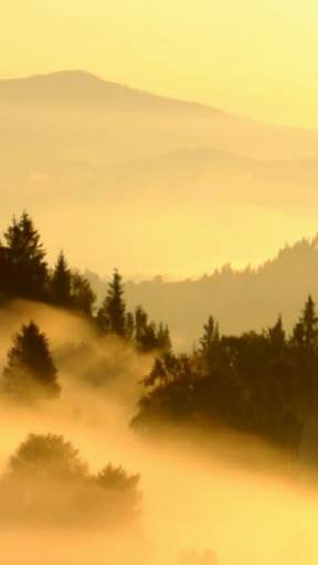 Forest Video Wallpapers screenshot 2