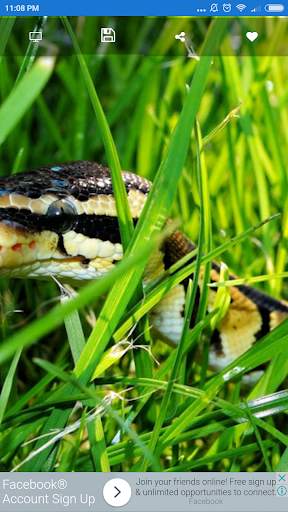 Snake Wallpaper screenshot 5