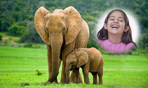 Wild Animal Photo Frames HD screenshot 3