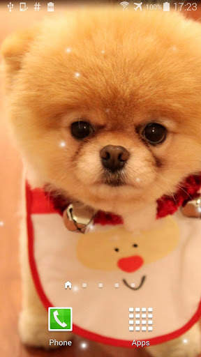 Pom Dog Live Wallpaper screenshot 1