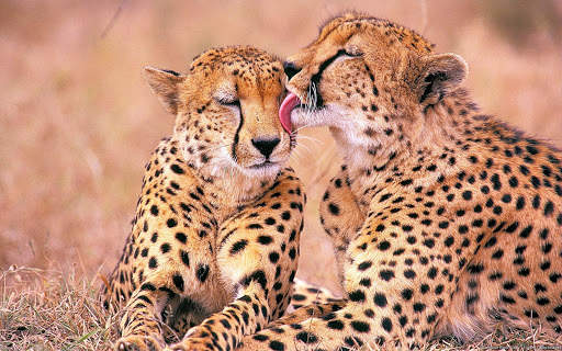 Cheetah Live Wallpaper screenshot 4