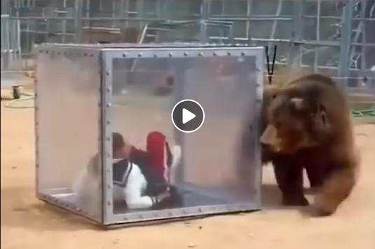 Funny videos screenshot 3