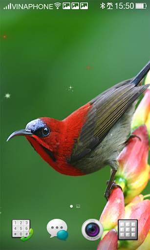 Bird Live Wallpaper HD 4K screenshot 8