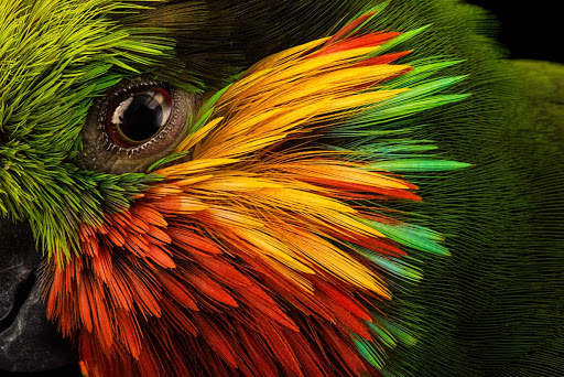 Birds Jigsaw Puzzles HD screenshot 2