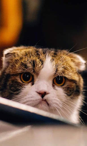 Sassy Cat Live Wallpaper screenshot 2
