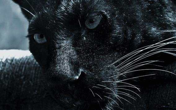 Panther Live Wallpaper स्क्रीनशॉट 1