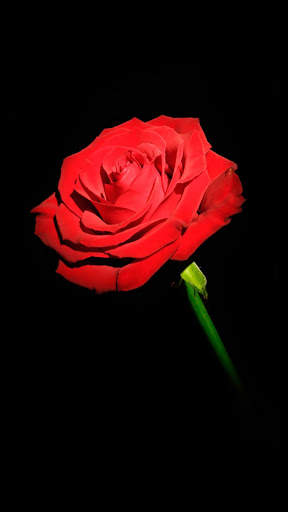 Red Rose APUS Live Wallpaper screenshot 6