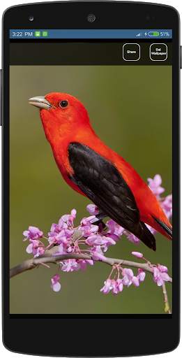 Bird Wallpapers HD स्क्रीनशॉट 5