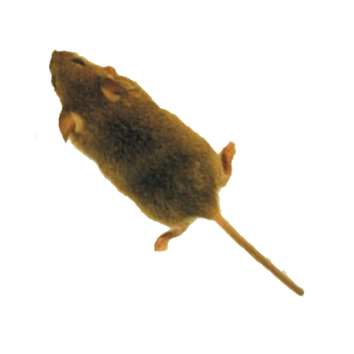 Mouse simulator: game for cat icon