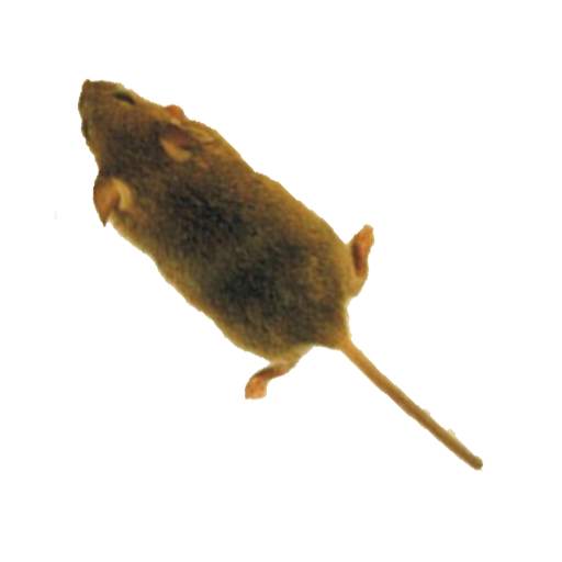 Mouse simulator: game for cat 2.22