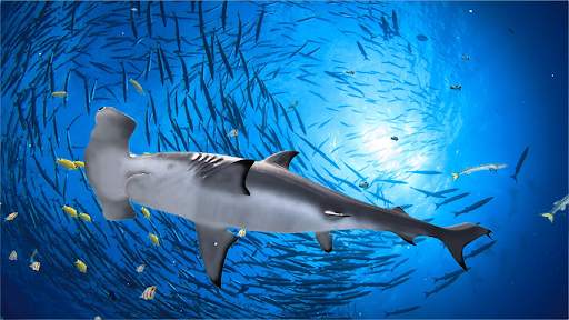 The Hammerhead Shark screenshot 1