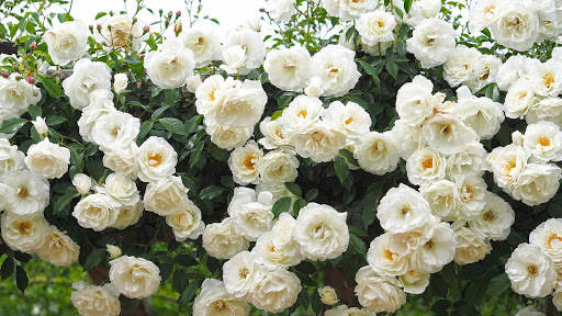 White Rose Live Wallpaper screenshot 4