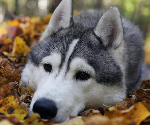 Alaskan Malamutes Puzzle screenshot 4