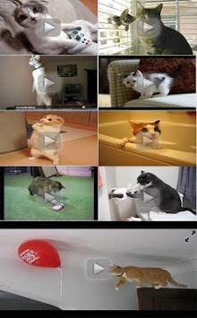 Funny Vidéos Droles WhatsApp screenshot 2