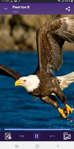 Eagle - RINGTONES and WALLPAPERS screenshot 3