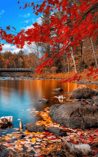 Autumn Live Wallpaper HD screenshot 5