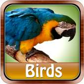 Birds Pictures Game for Kids