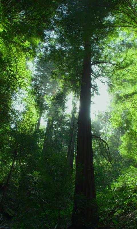 Jungle Live Wallpaper : 7fon & LWP screenshot 2