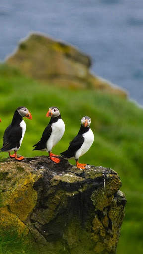 Atlantic Puffin Bird Wallpapers HD screenshot 4