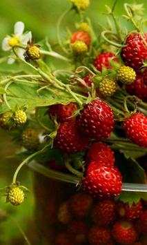 Berry Best live wallpaper screenshot 2