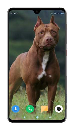 Pitbull Dog Wallpaper HD screenshot 16