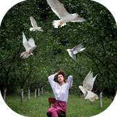 Bird Live Photo Editor 12
