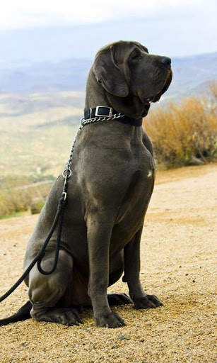 Mastiff Wallpaper screenshot 5