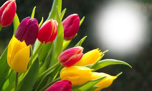Flower Photo Frames screenshot 5