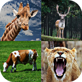 Animal Sounds icon