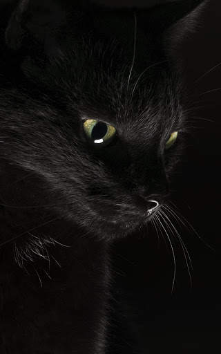 Black Wallpapers | hd backgrounds screenshot 1
