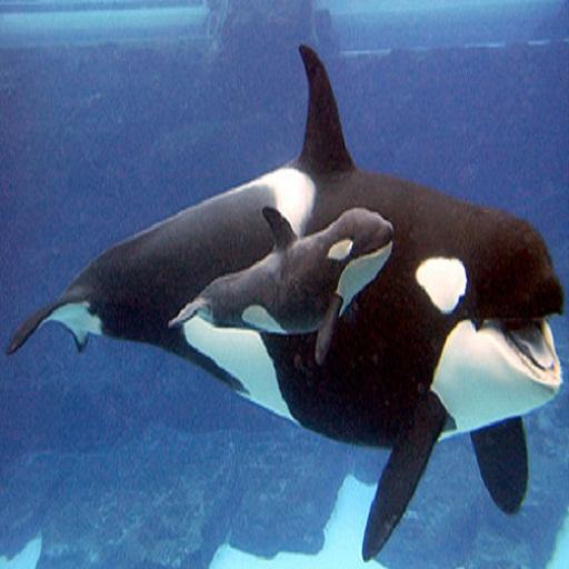 AltaVer MobileTSP orca 17 icon