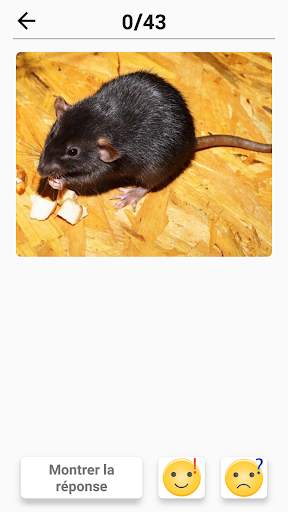 Mammifères - Apprenez tous les animaux dans Quiz! screenshot 8