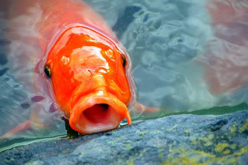 Japanese koi fish wallpapers screenshot 8