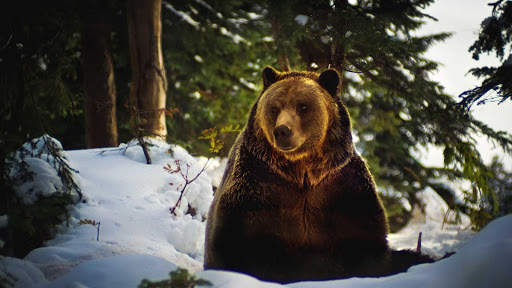 Bear Wallpapers HD & 4k Backgrounds screenshot 23