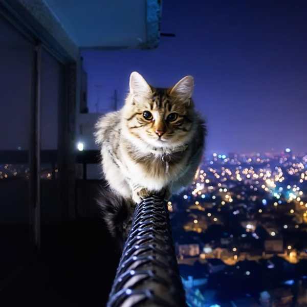 Cat Live Wallpaper screenshot 5