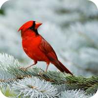 Birds Full HD Wallpaper on 9Apps