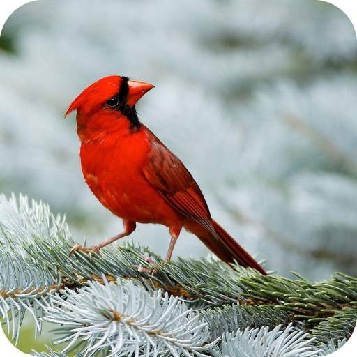Birds Full HD Wallpaper 1.07