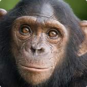 Chimp live wallpaper 1.6