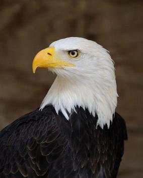 Eagle Wallpapers screenshot 2
