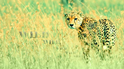 Cheetah Wallpapers : backgrounds hd screenshot 14