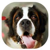Bark Translator: comment comprendre votre chien on 9Apps