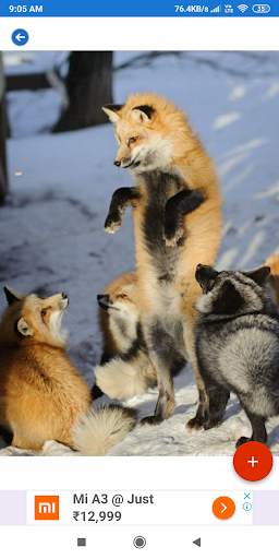 Fox Wallpaper: HD images, Free Pics download screenshot 5